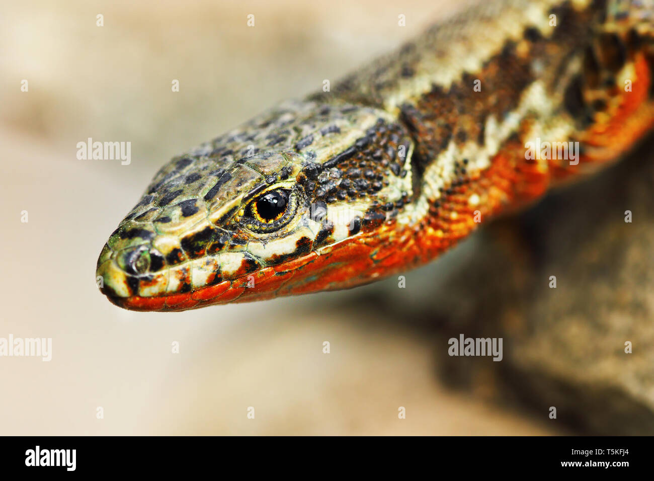 male common wall lizard portrait ( Podarcis muralis ) Stock Photo