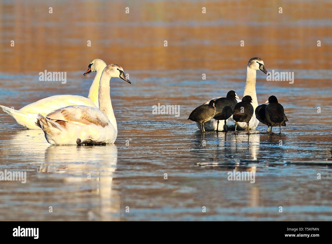 mute swans ( Cygnus olor ) and coots ( Fulica atra ) standing together on frozen pond Stock Photo