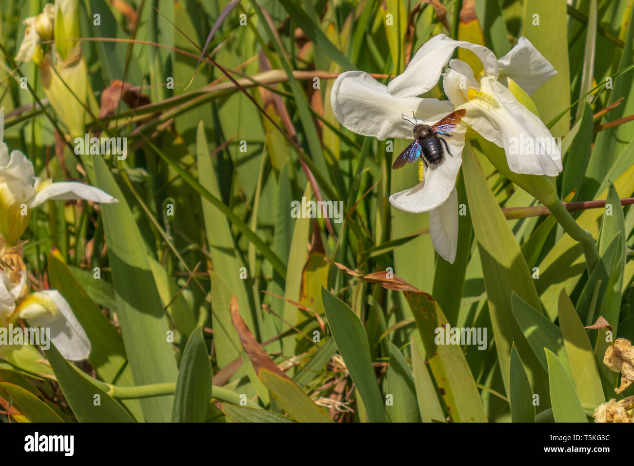 Xylocopa violacea,  Violet Carpenter Bee feeding on Iris florentina Stock Photo