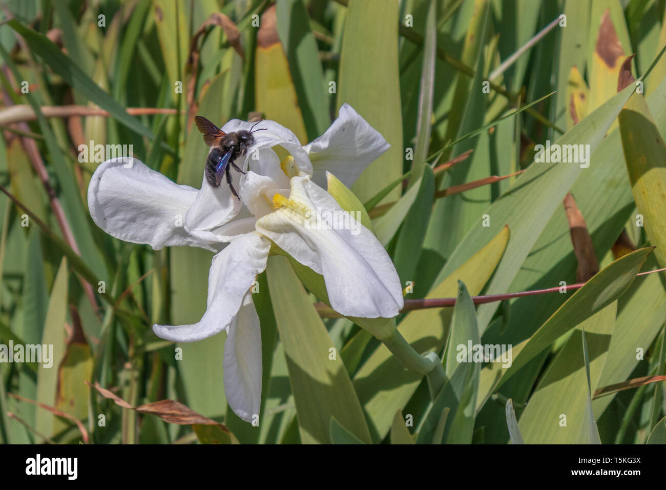 Xylocopa violacea, Violet Carpenter Bee feeding on Iris florentina Stock Photo
