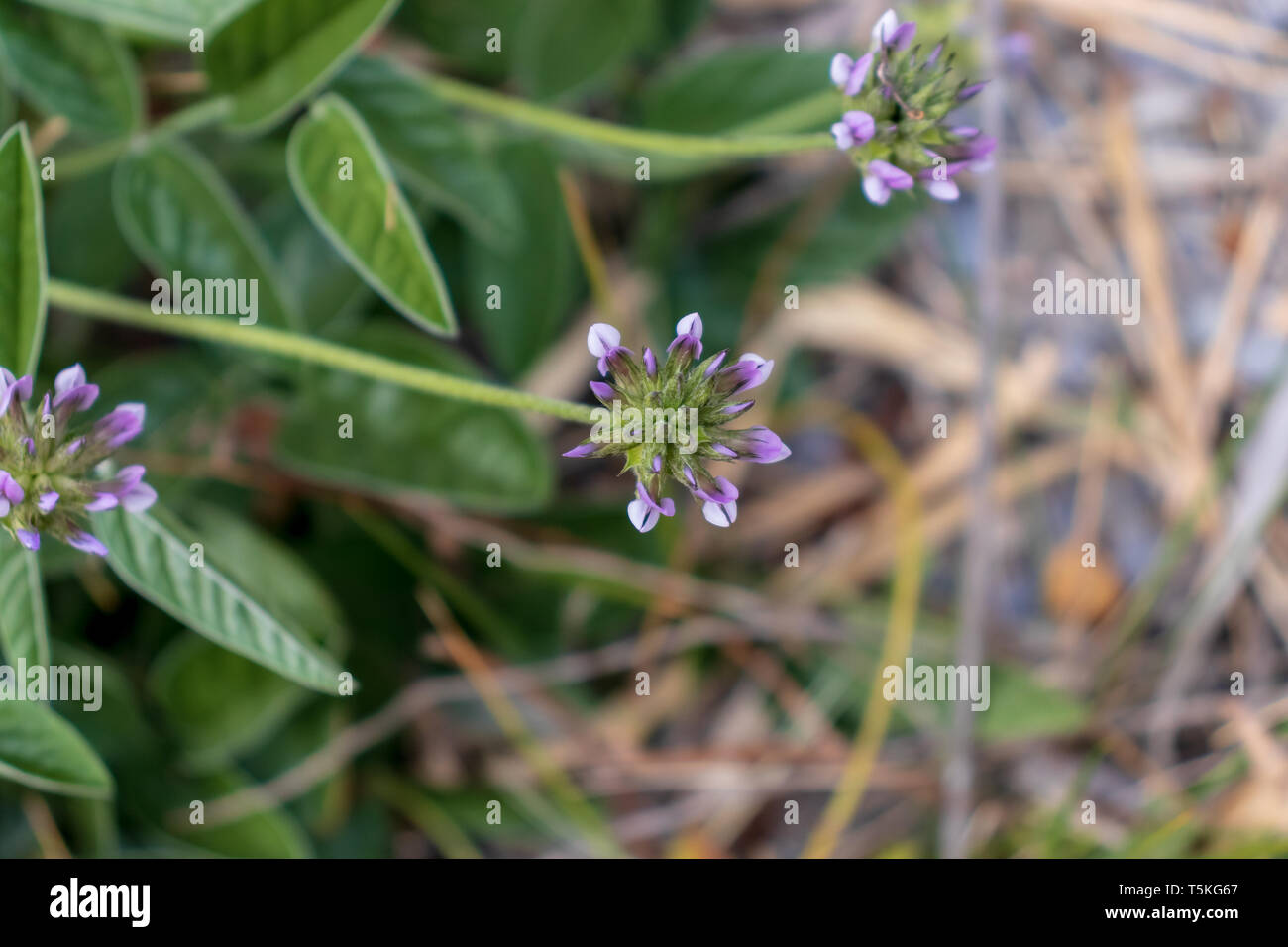 Bituminaria bituminosa, pitch trefoil Flower Stock Photo