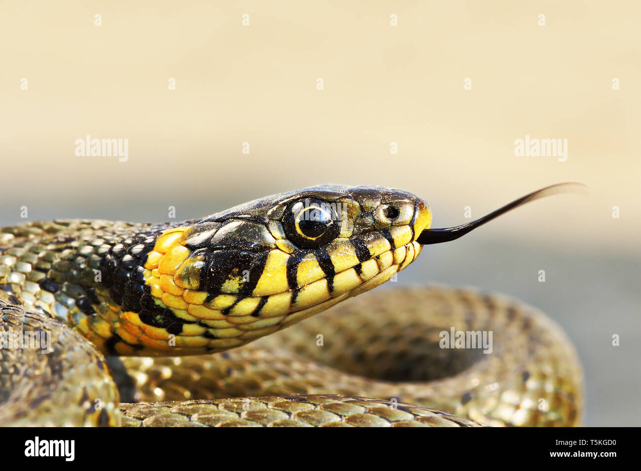 portrait of beautiful grass snake ( Natrix natrix ) Stock Photo