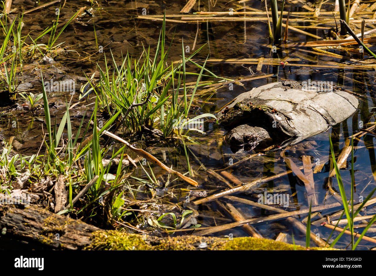 Common Snapping Turtle (Chelydra serpentina) Stock Photo