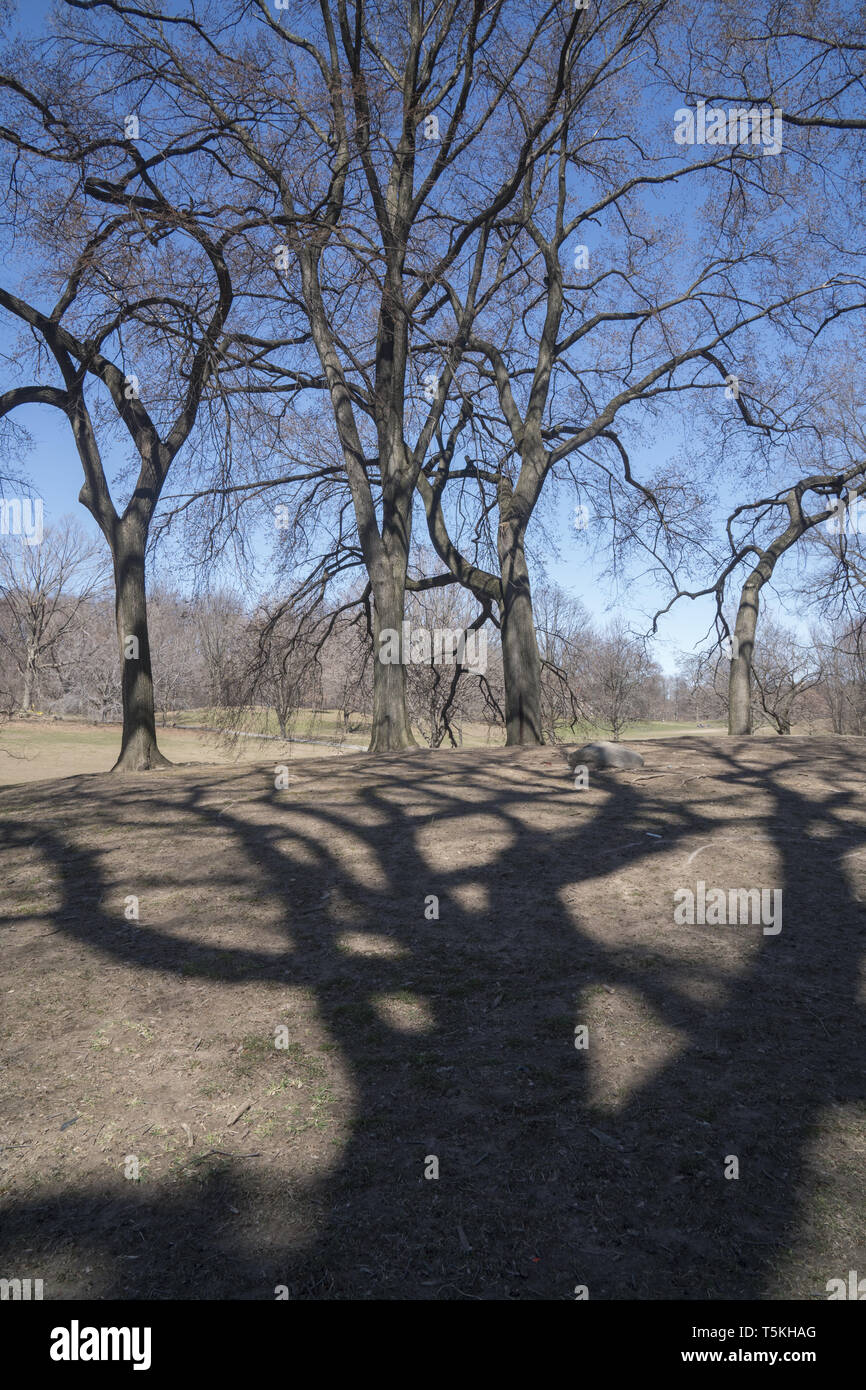 Winter shadows, Prospect Park, Brooklyn, New York Stock Photo Alamy