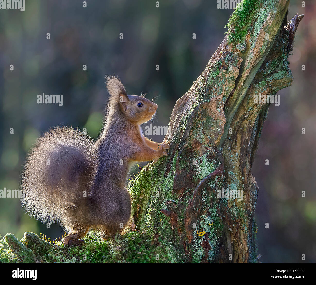 Scottish Red squirrel in winter, Dumfries Scotland Stock Photo
