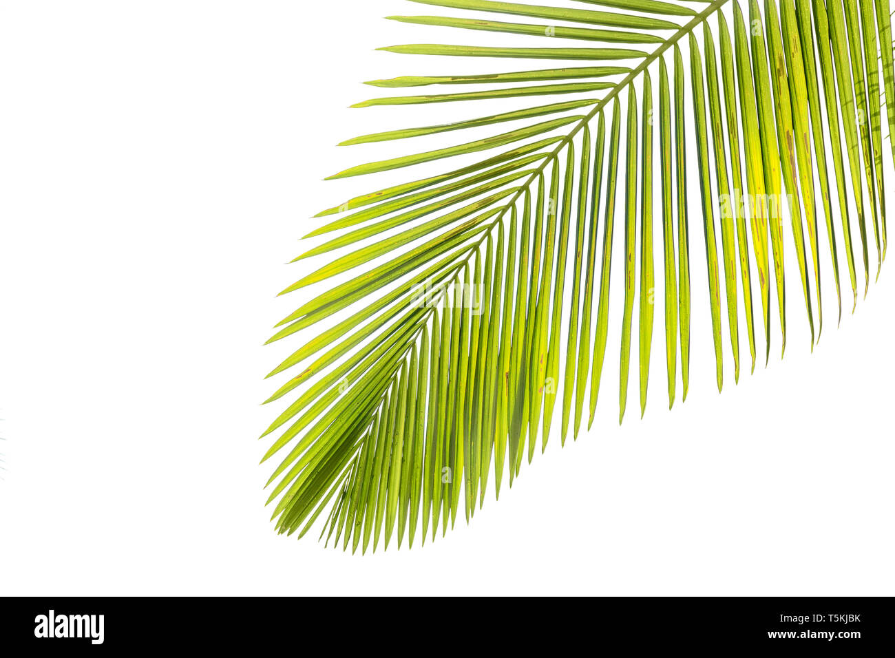 Leaves of palm tree isolated on white background Stock Photo - Alamy