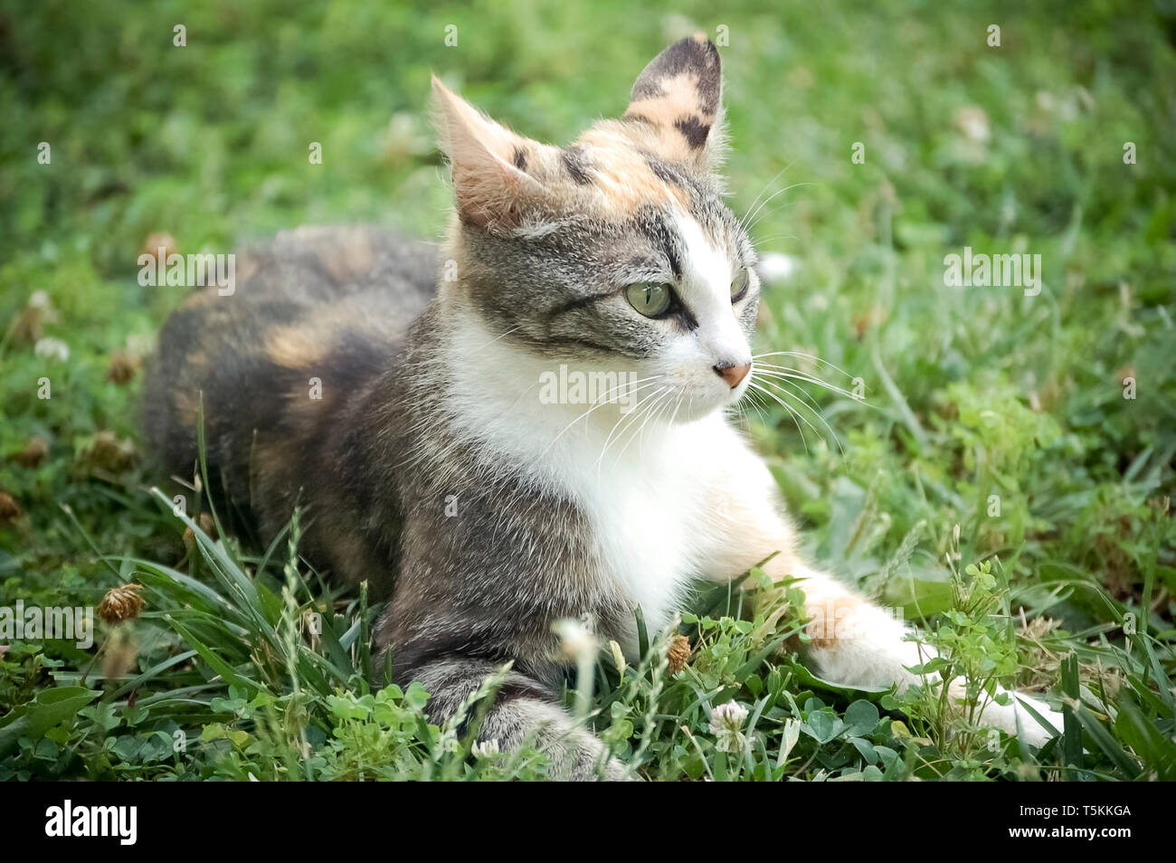 Calico Cat Laying in the Grass with Ears Back Stock Photo