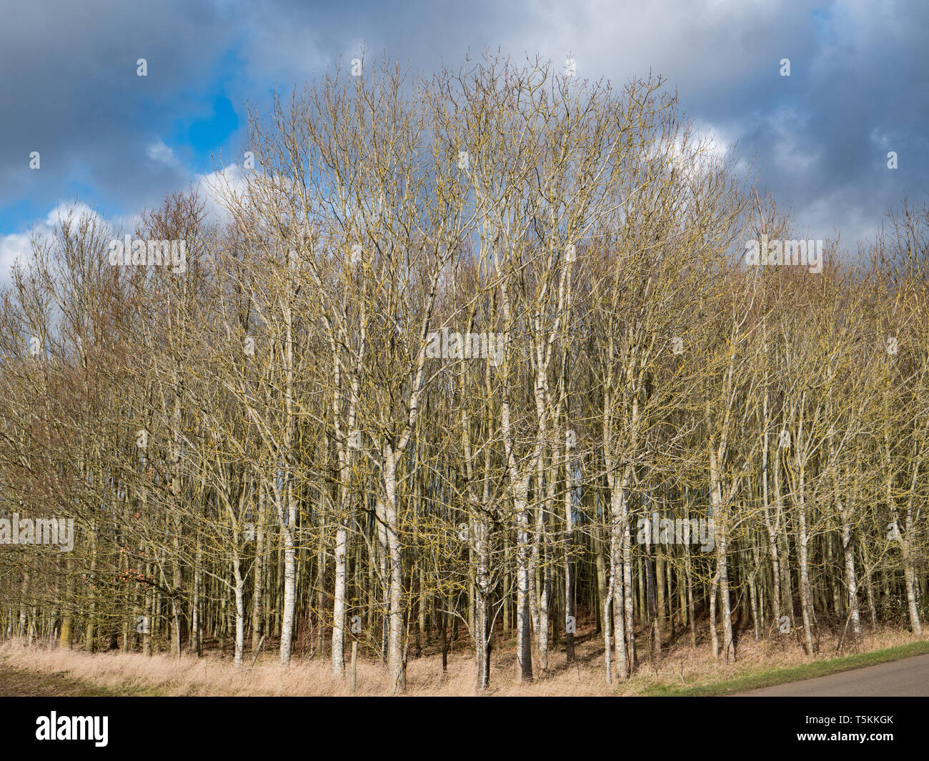 A copse of young trees in Winter, England, UK Stock Photo - Alamy