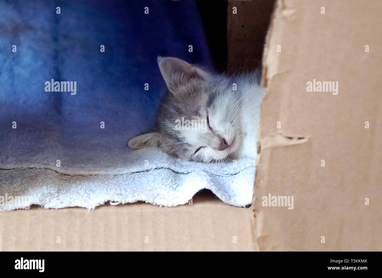 Homeless Kitten Sleeping in a Cardboard Box Stock Photo Alamy