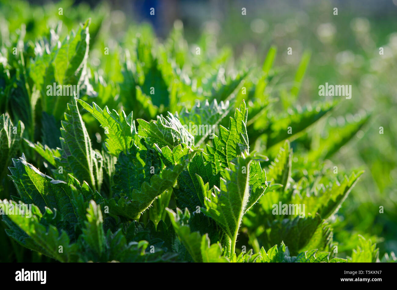 Young Green Spring nettle grows in the garden under the spring sun Stock Photo
