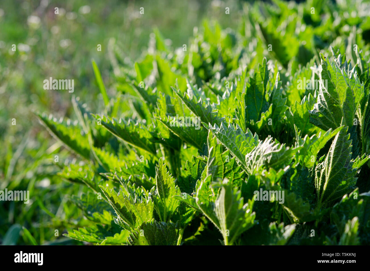 Spring Nettle Medicinal plants stingingnettle hi-res stock photography and images - Alamy