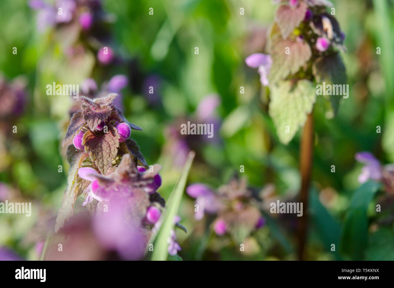 Spring Nettle Nettle urtica dioica herbal lore hi-res stock photography and images ...