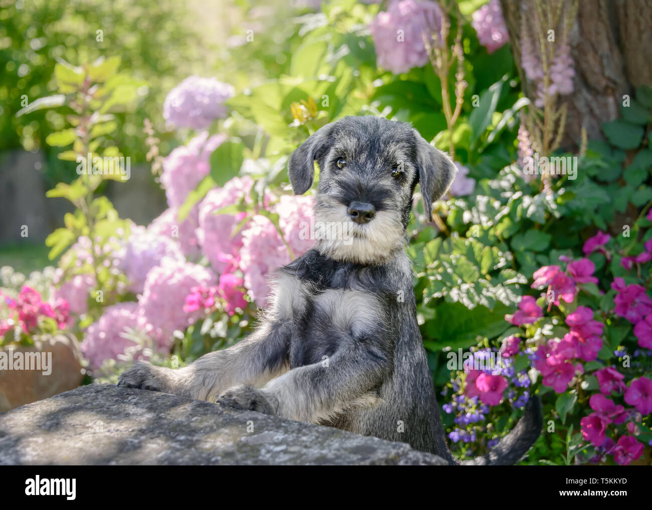 Standard Schnauzer puppy, 8 weeks old male dog, salt-and-pepper wiry coat, in a colorful flowering garden, this breed also known as Mittelschnauzer Stock Photo