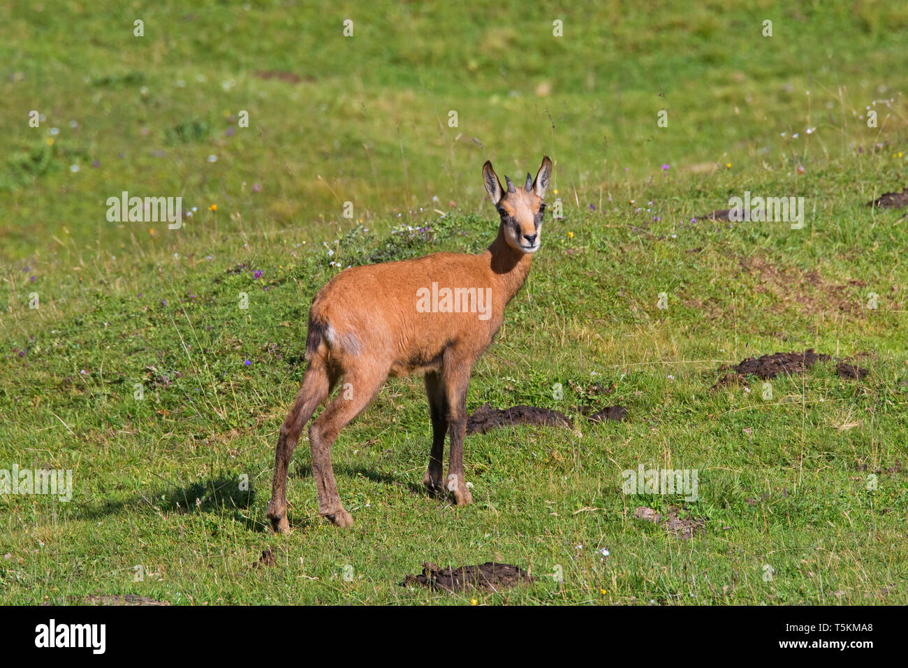 Chamois (Rupicapra rupicapra) young / kid in summer on mountain meadow / Alpine pasture in the European Alps Stock Photo