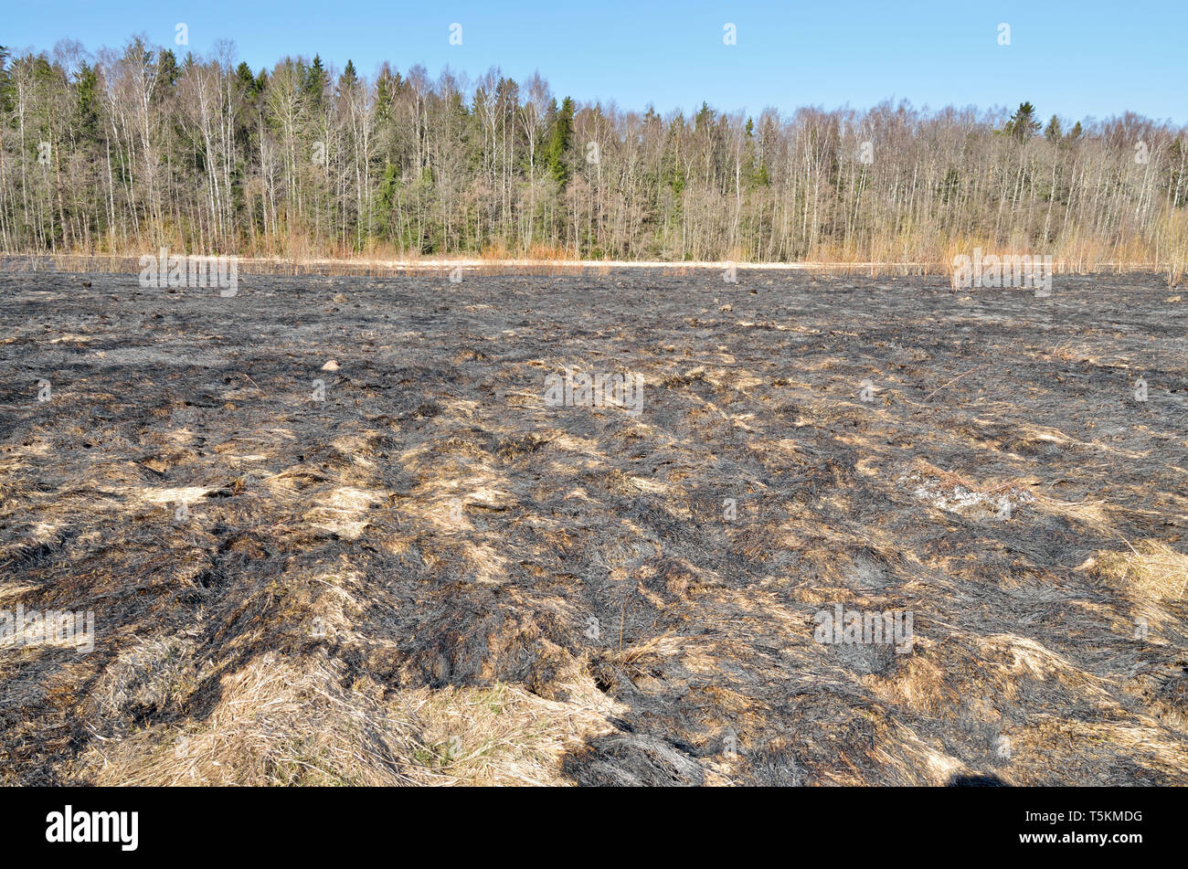 Burnt grass on the field.Instead plants has remained black ash Stock ...