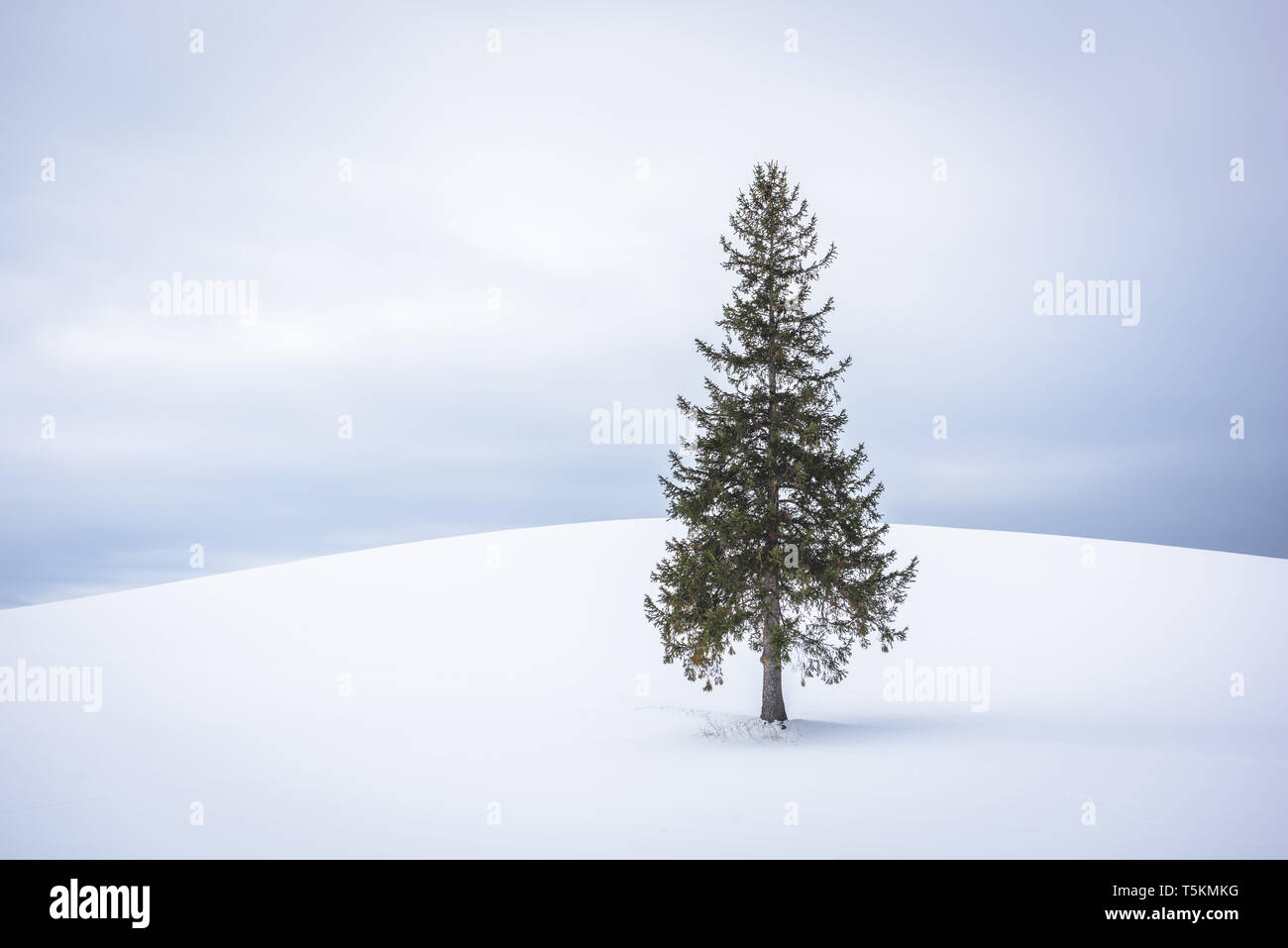 Biei, Japan at the Christmas Tree in winter on Panorama Road. Stock Photo
