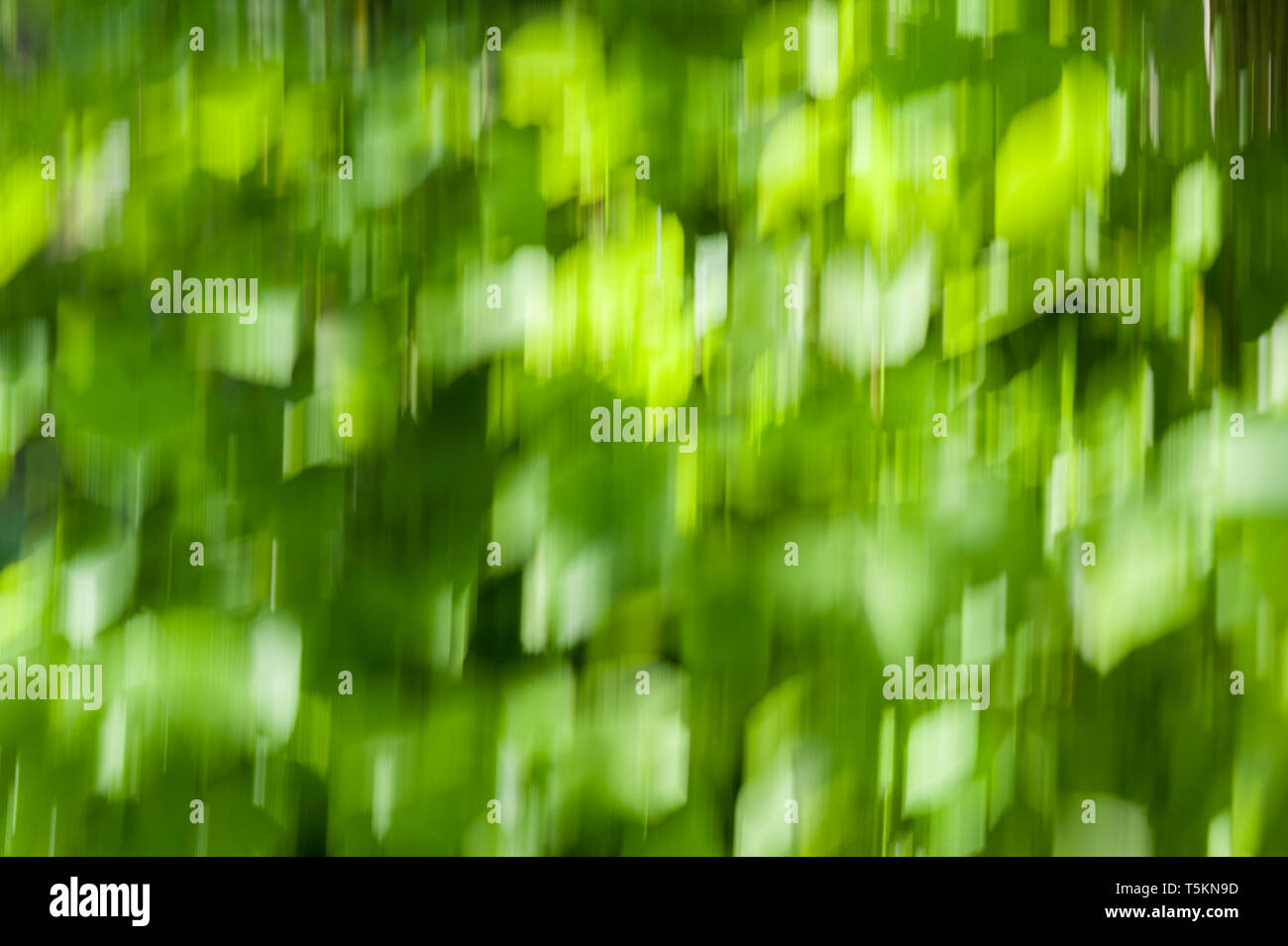 Motion Blur Background Green Bokeh Background Blurred Leaves Stock Photo Alamy