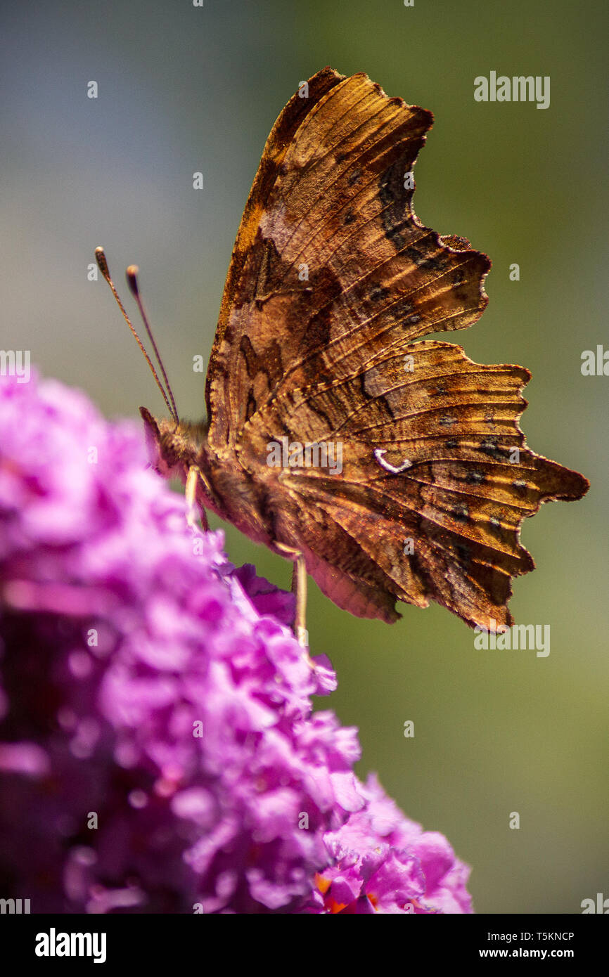 Schmetterling Tagpfauenauge lila Flieder / peacock butterfly purple lilac Stock Photo