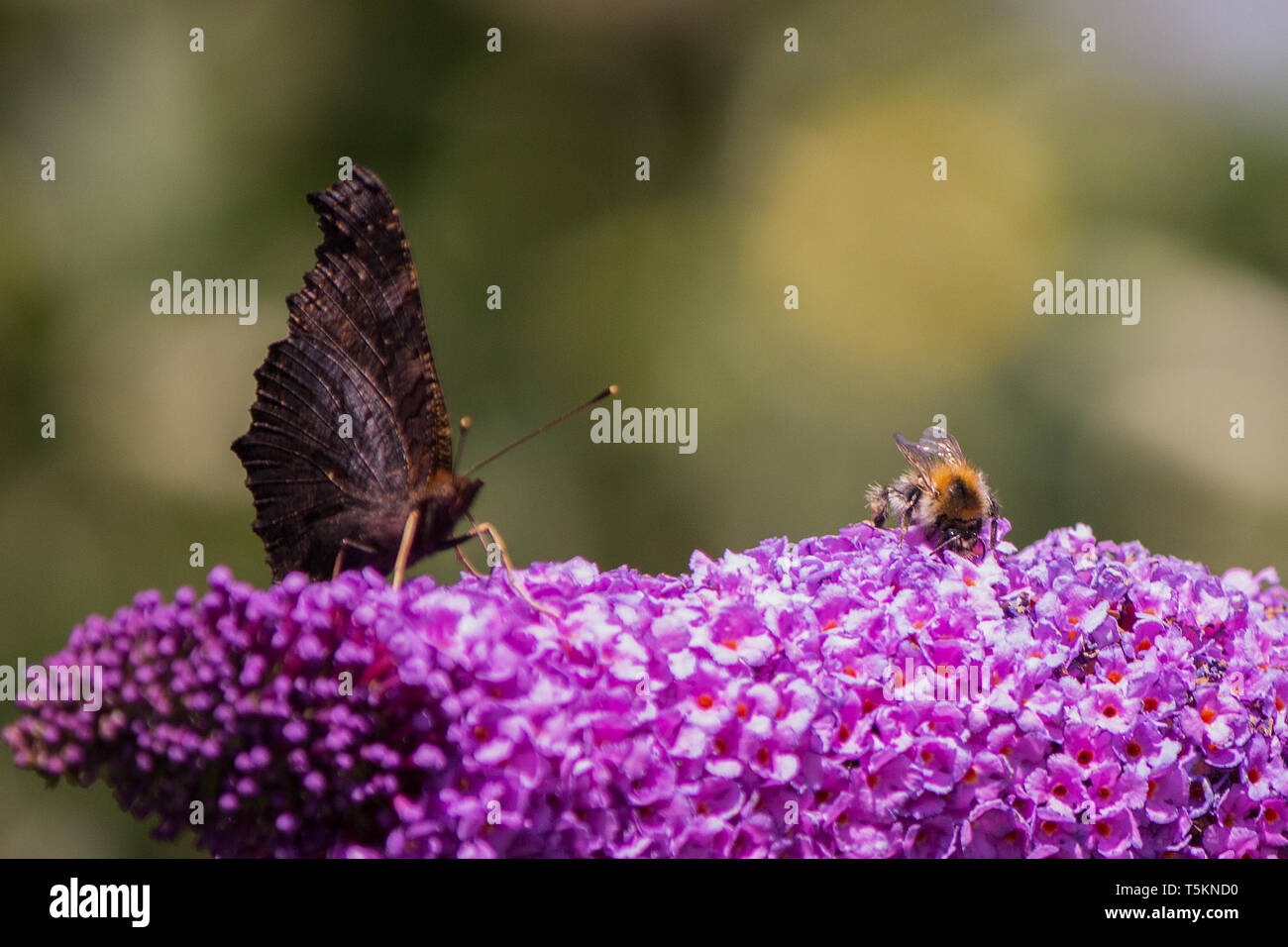 Schmetterling biene hires stock photography and images Alamy