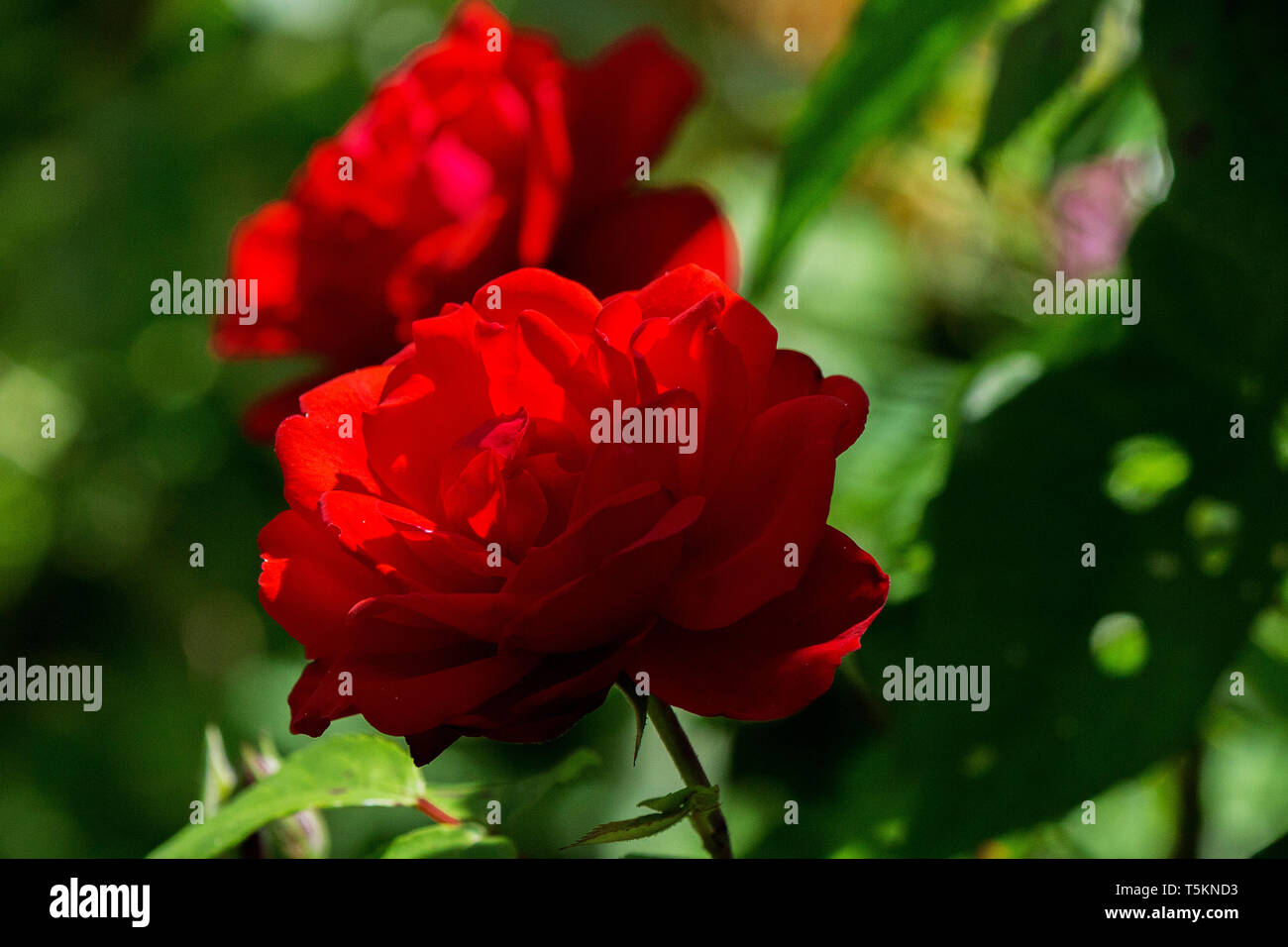 Blühende Rose im Garten romatisch / blooming rose in garden romantic Stock Photo