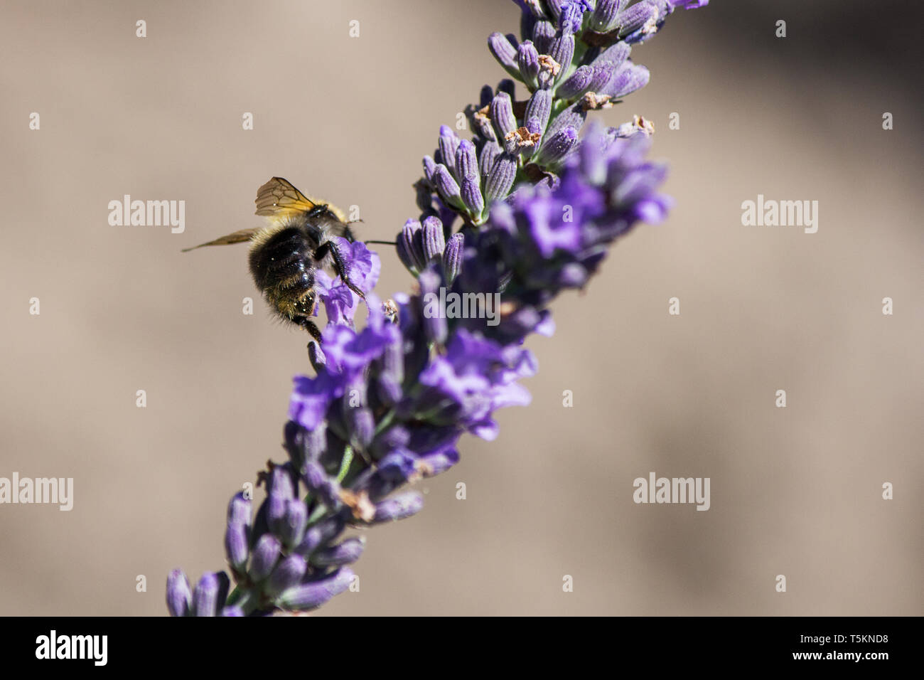 Biene auf lavendel / bee on lavender Stock Photo