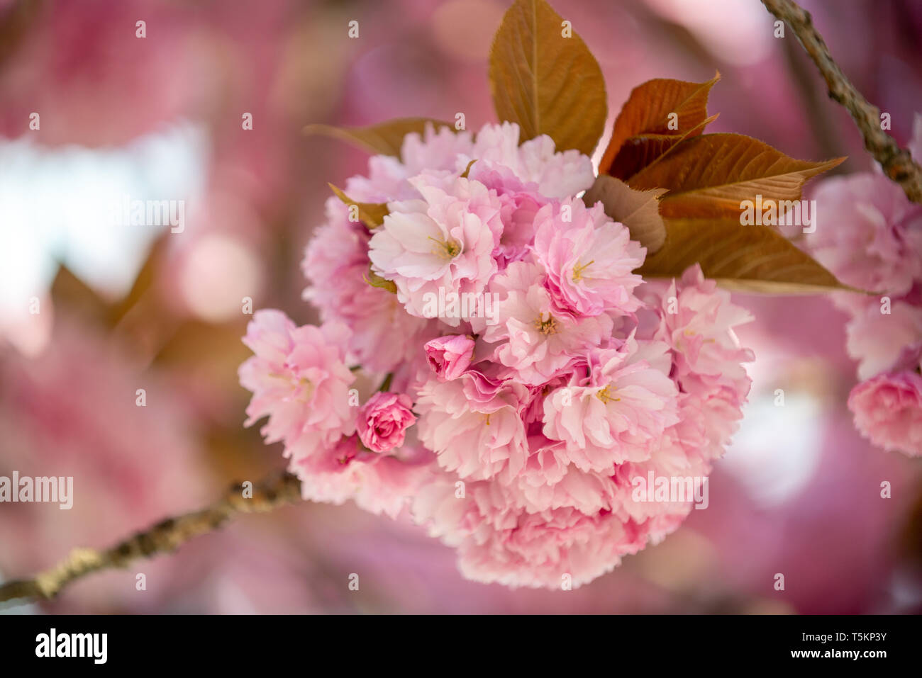 Hanami - Cherry Blossom - selective focus, bokeh Stock Photo - Alamy