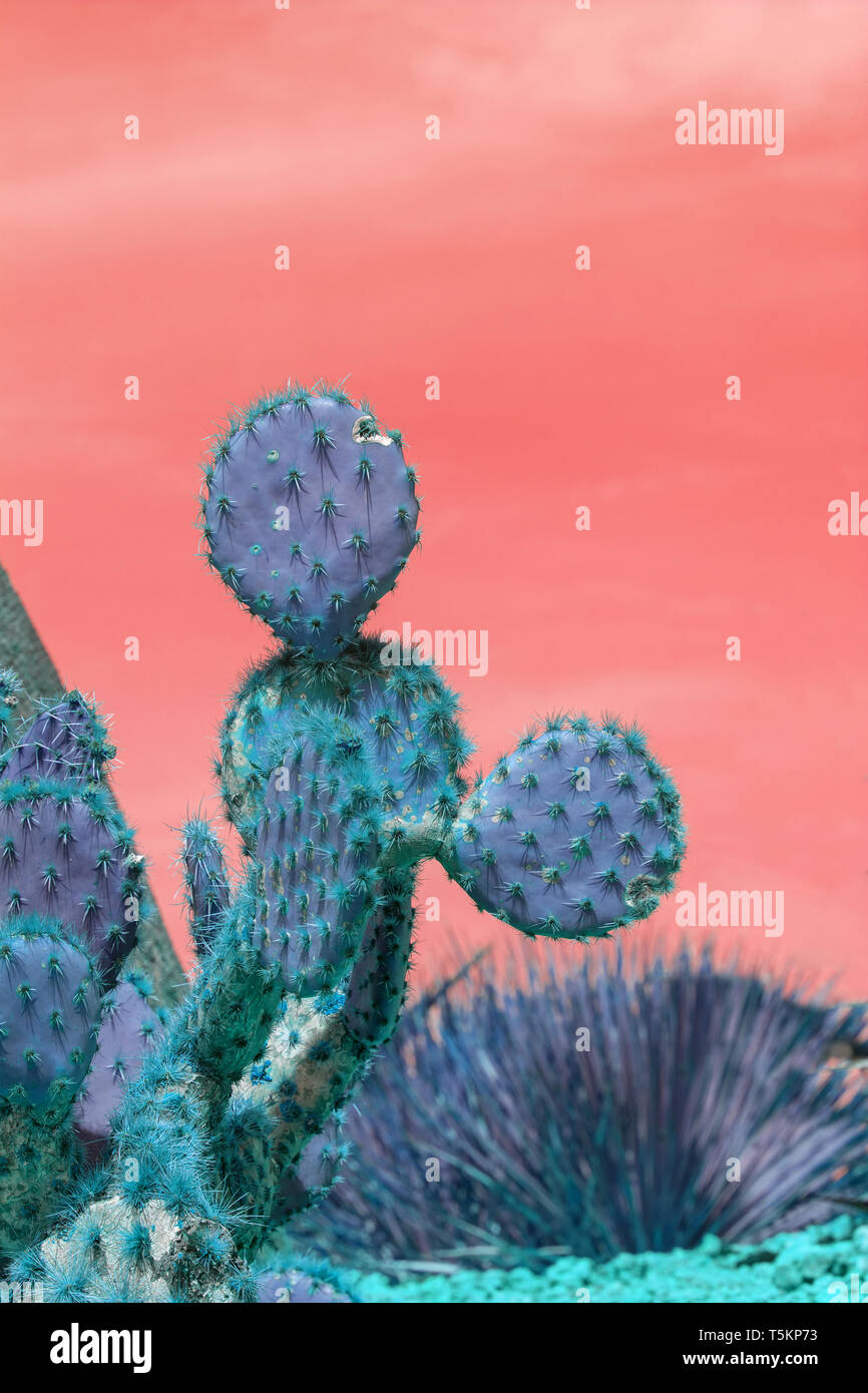 Surrealistic abstract blue thorny cactus with spikes and little fruits against pink orange sky Stock Photo