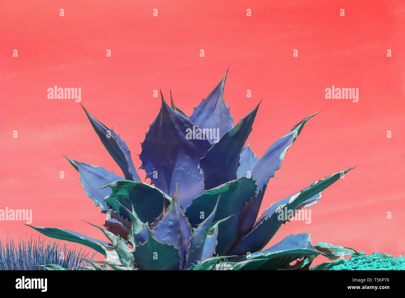 Surrealistic abstract blue succulent agave cactus against pink orange sky Stock Photo