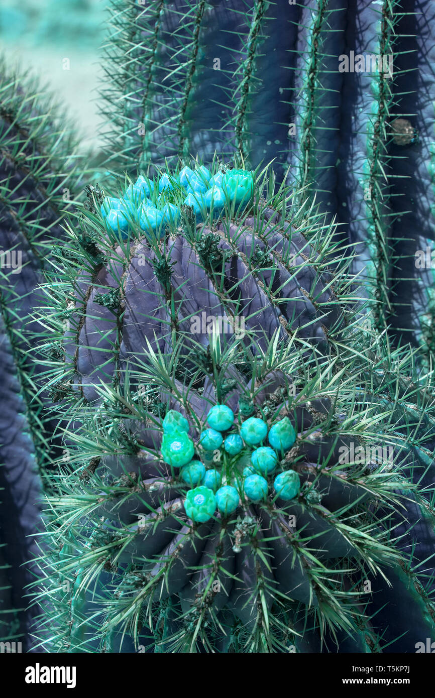Surrealistic abstract purple cactus with turquoise flowers closeup Stock Photo