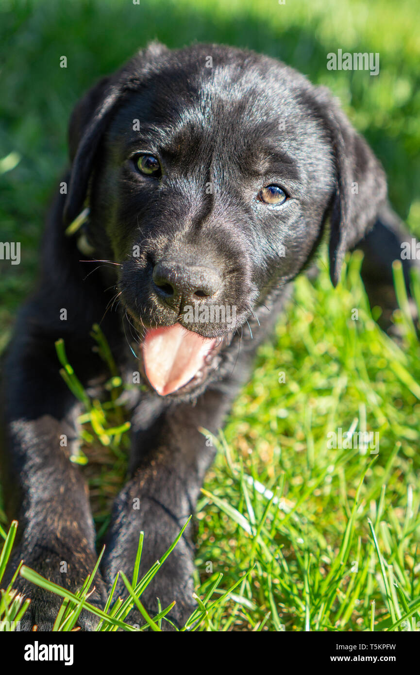 Beautiful black labrador puppy laying in the grass sunny summer time Stock Photo