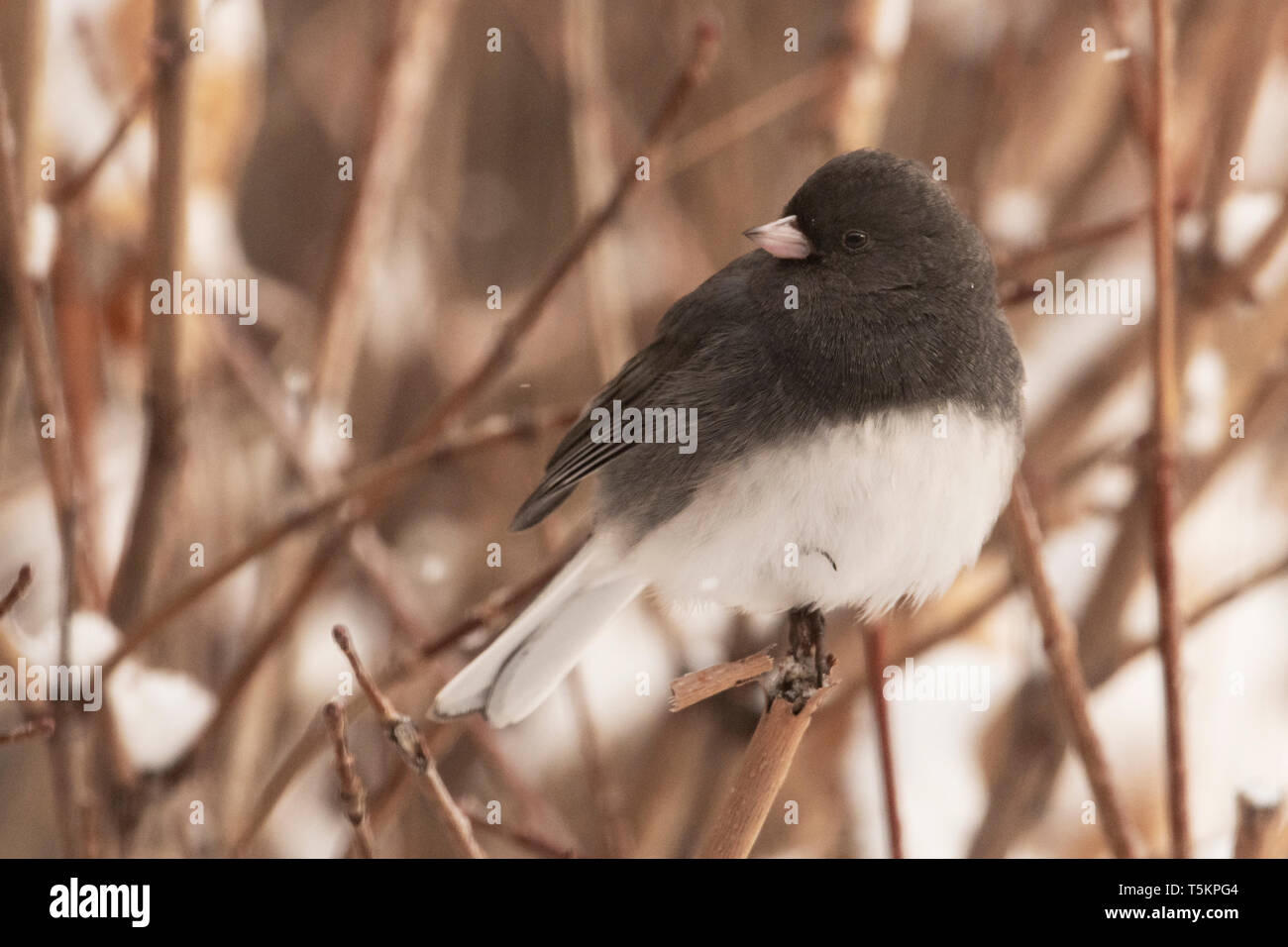 North America; United States; Montana; Winter; Wildlife; Birds; Dark-eyed Junco; Junco hyemalis Stock Photo