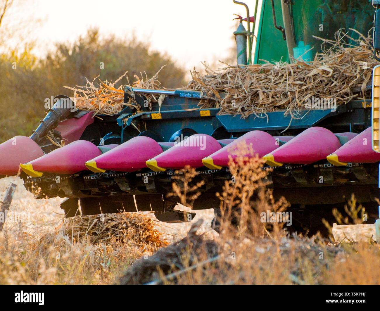 A harvesting machine in a field harvesting corn at sunset in autumn in Salamanca (Spain) Stock Photo
