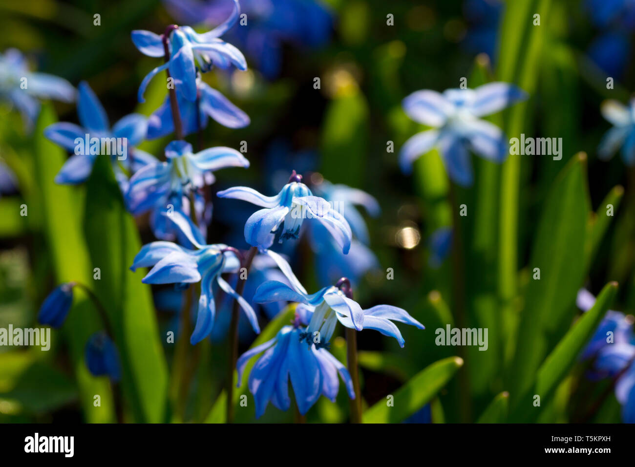 Scilla siberica, Siberian squill, wood squill. Spring blue flowers closeup. Fresh flowers grow in the forest. Stock Photo
