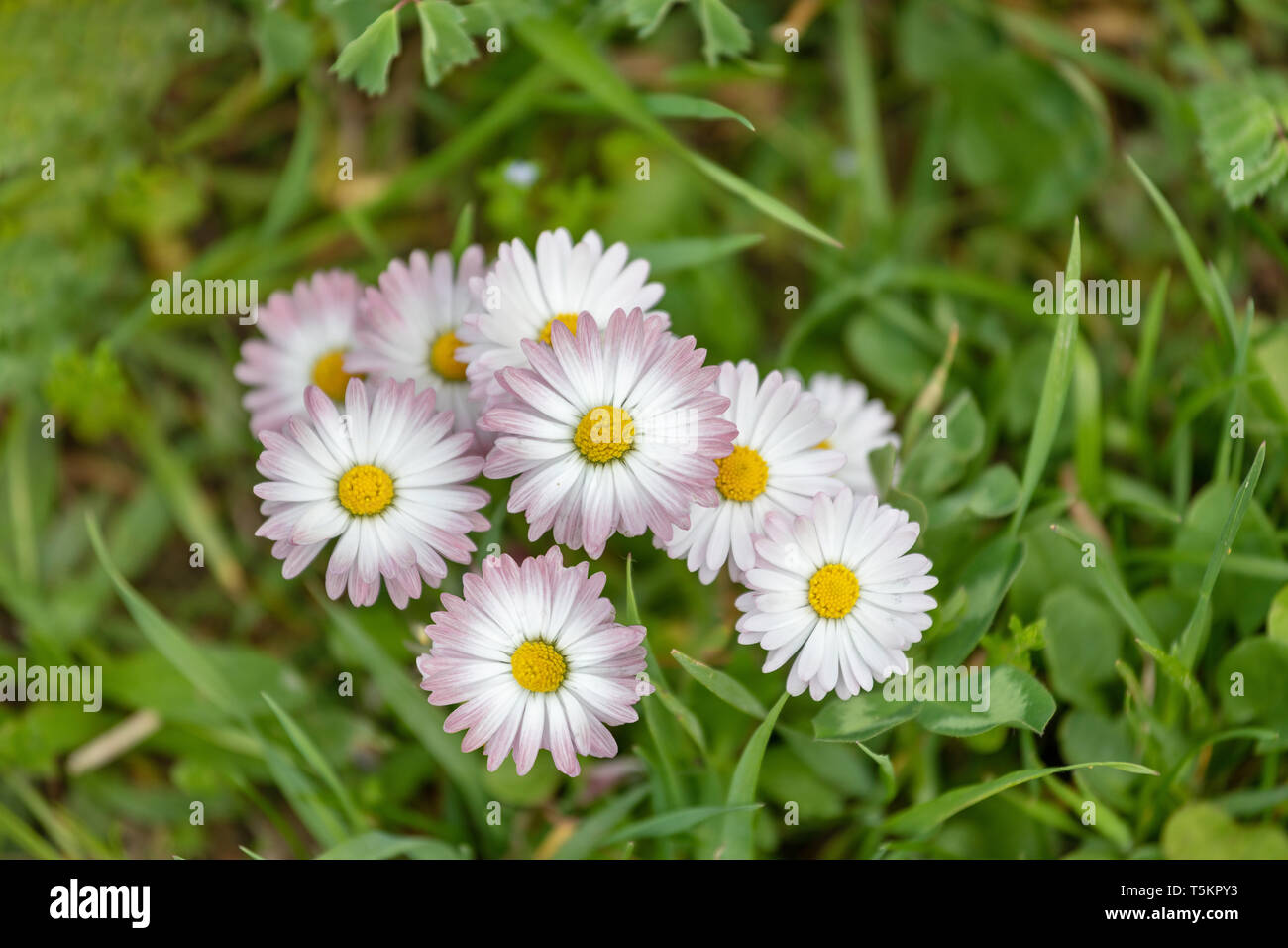 Flowering of daisies. Oxeye daisy, Leucanthemum vulgare, daisies