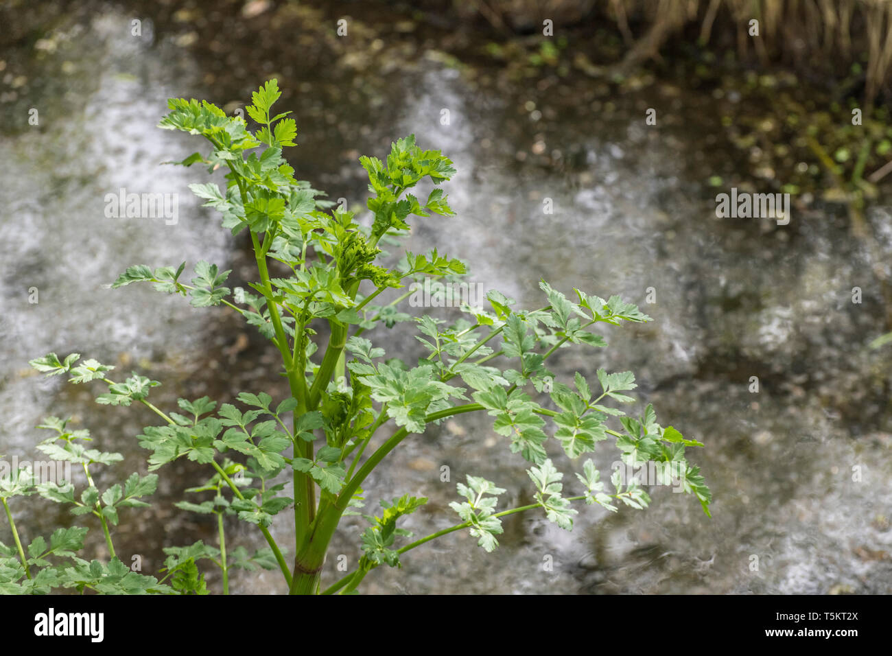 Young Spring foliage of a Hemlock Water-Dropwort / Oenanthe crocata plant beside a drainage ditch. Highly poisonous plant with affinity for water. Stock Photo
