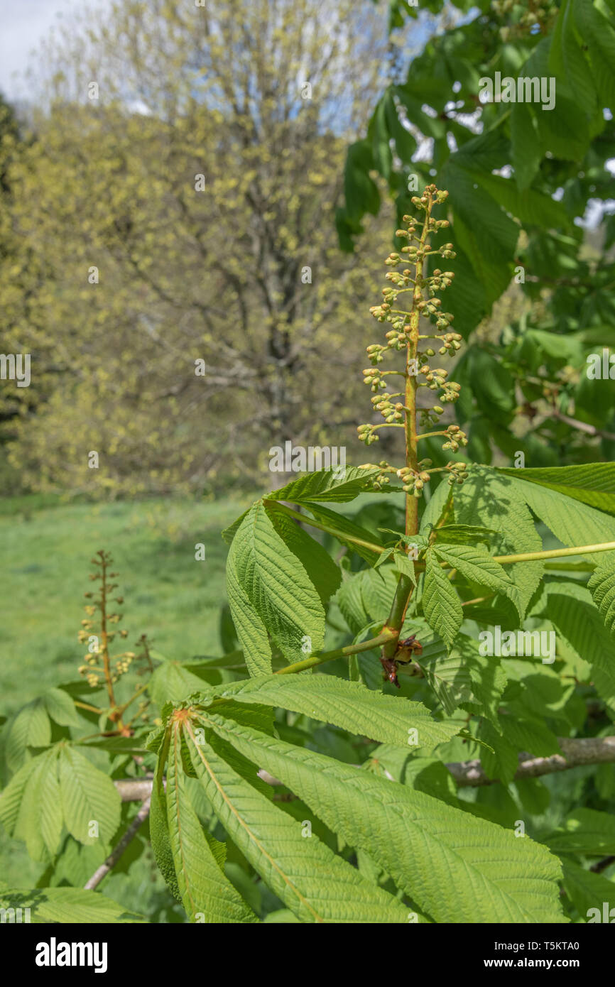 Early flowering of Horse Chestnut / Aesculus hippocastanum in Spring sunshine. Once used as a medicinal plant in herbal remedies. Stock Photo