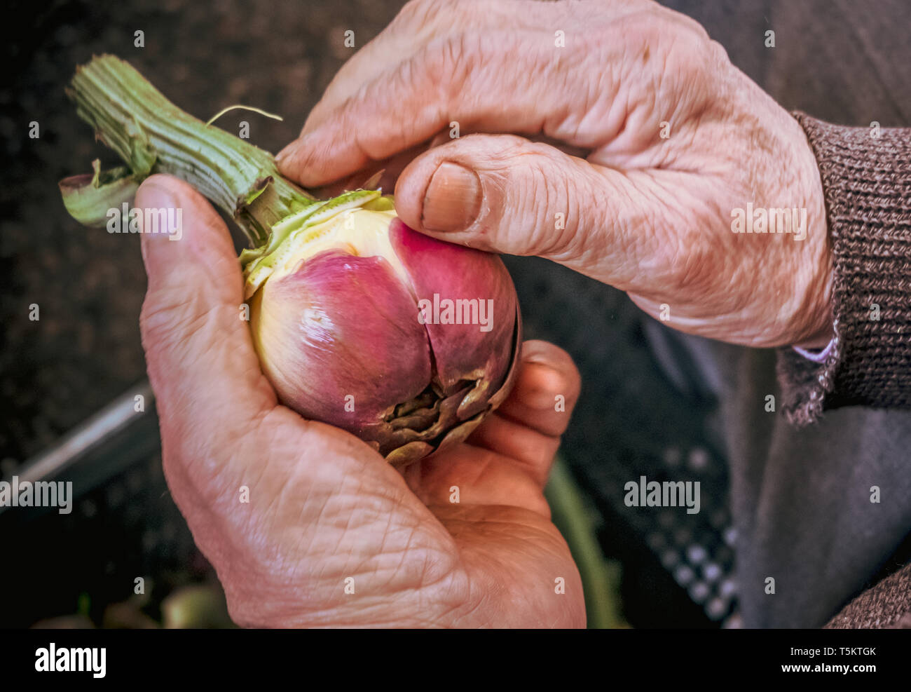 Detail of elderly farmer human hands holding artichoke preparing fresh raw food Stock Photo
