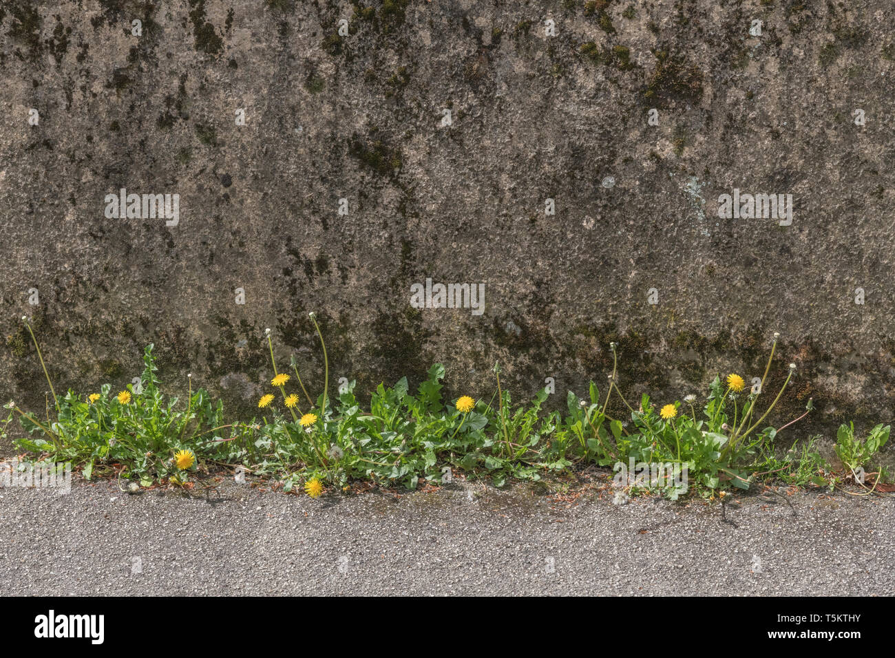 Weeds Wall Summer High Resolution Stock Photography and Images - Alamy