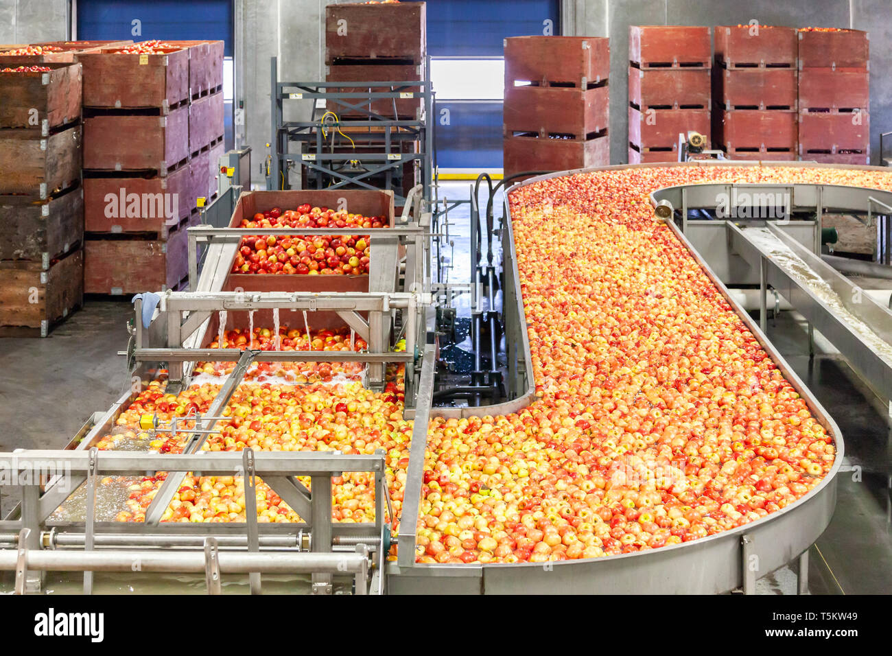 Clean and fresh gala apples on a conveyor belt in a fruit packaging