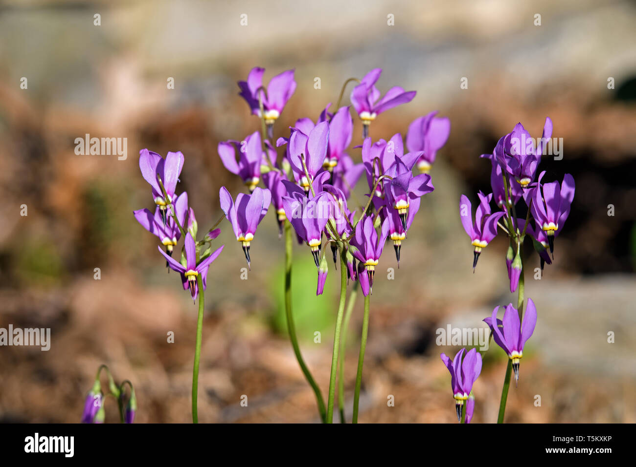 Shooting star or Dodecatheon in early morning sun. It is a genus of herbaceous flowering plants in the family Primulaceae. Stock Photo