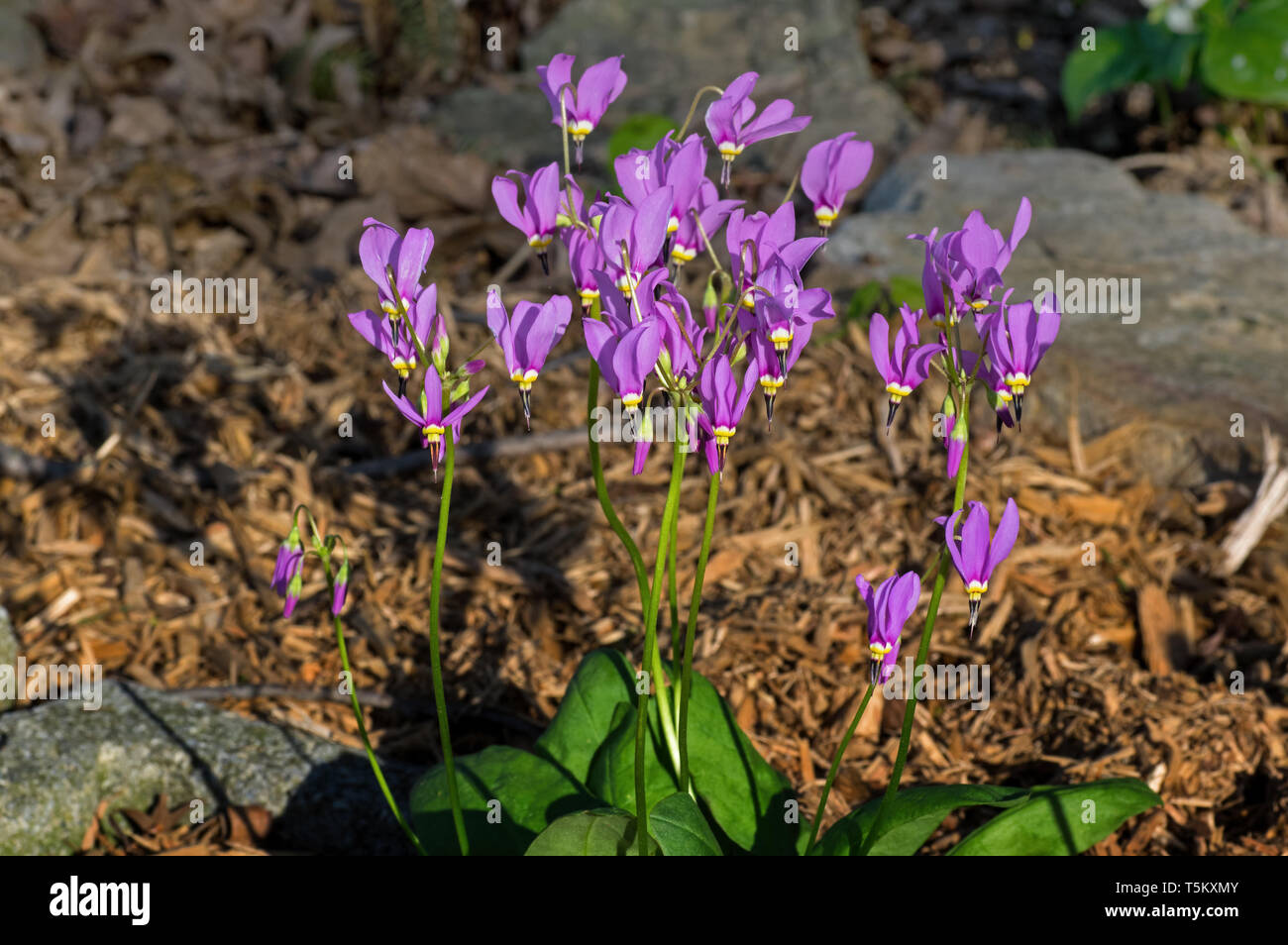 Shooting star or Dodecatheon in early morning sun. It is a genus of herbaceous flowering plants in the family Primulaceae. Stock Photo