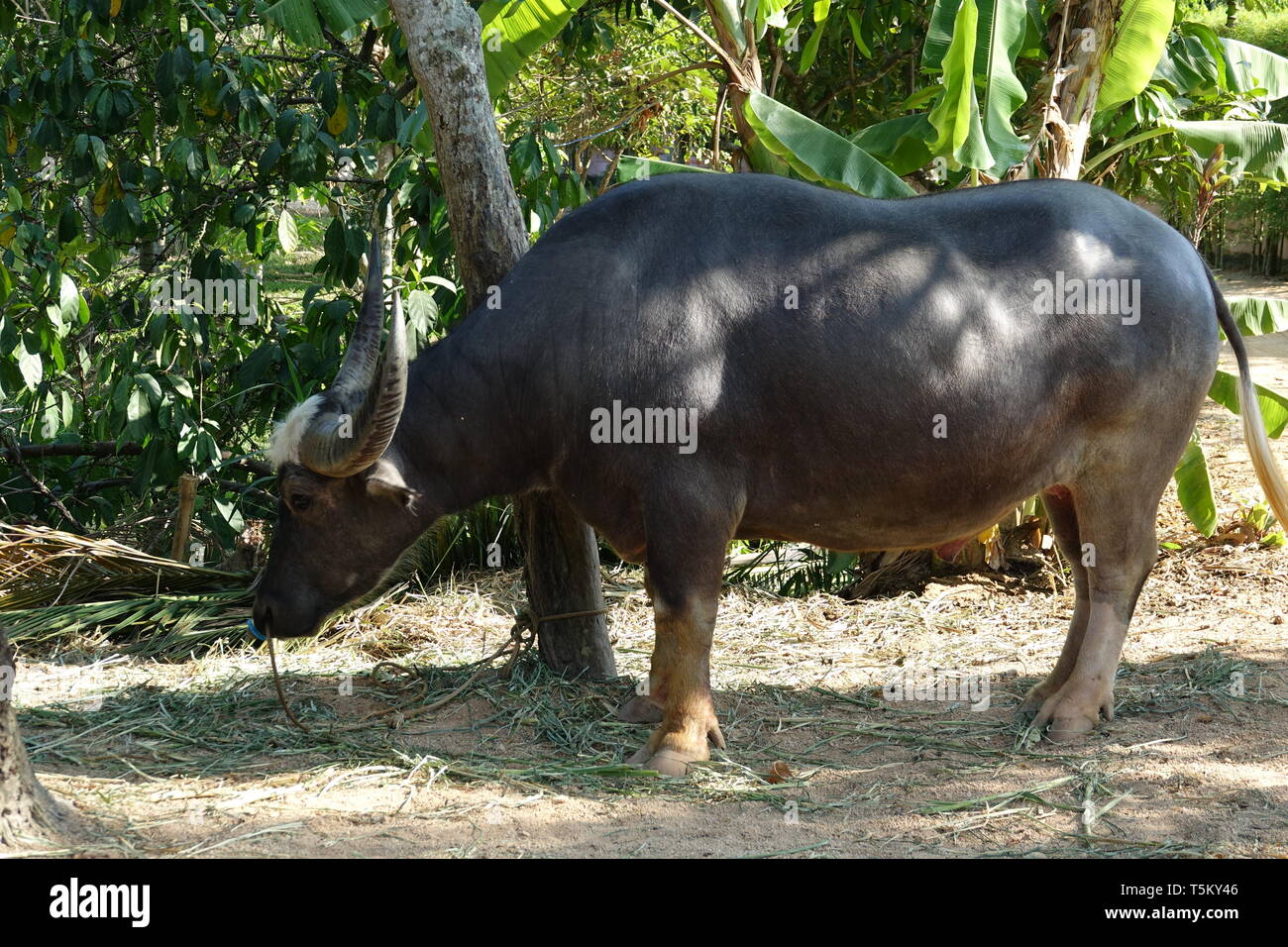 Phuket, Thailand. 28th Feb, 2019. A water buffalo stands on a show ground  with traditional Thai farming methods. Credit: Alexandra Schuler/dpa/Alamy  Live News Stock Photo - Alamy