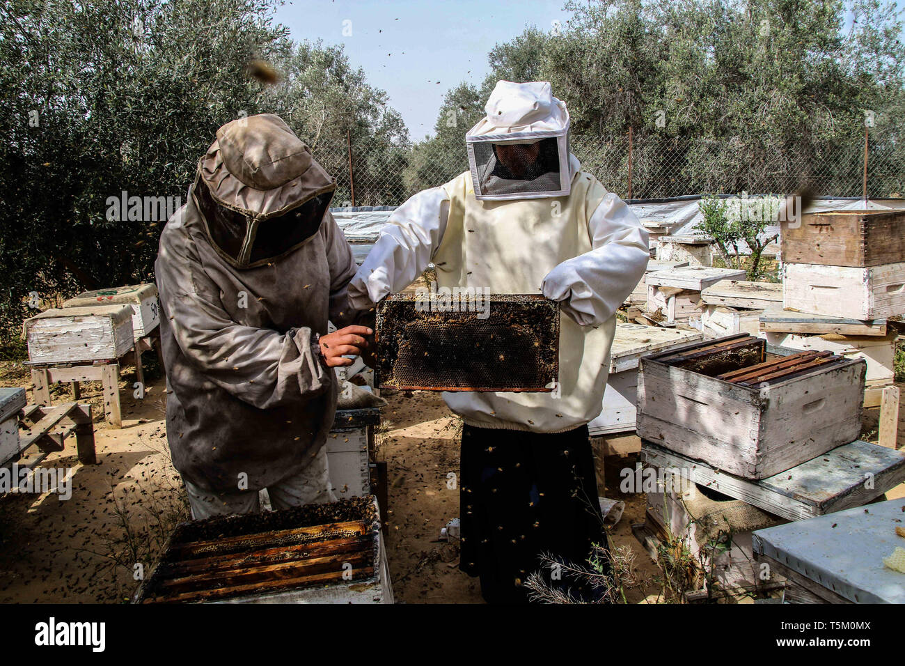 Gaza, Palestine. 25th Apr 2019. Palestinian farmer Talal Hamdan Abu Rouk and his wife Jihad collect honey from the racks of their beehives in the Khuza'a village in the eastern part of Khan Younis in the southern Gaza strip. Tala and Jihad have been looking after their apiary during the last ten years, although their beehives have faced much destruction during the recent Israeli attacks on Gaza. Credit: ZUMA Press, Inc./Alamy Live News Stock Photo