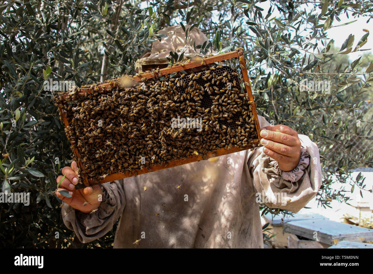 Gaza, Palestine. 25th Apr 2019. Palestinian farmer Talal Hamdan Abu Rouk and his wife Jihad collect honey from the racks of their beehives in the Khuza'a village in the eastern part of Khan Younis in the southern Gaza strip. Tala and Jihad have been looking after their apiary during the last ten years, although their beehives have faced much destruction during the recent Israeli attacks on Gaza. Credit: ZUMA Press, Inc./Alamy Live News Stock Photo