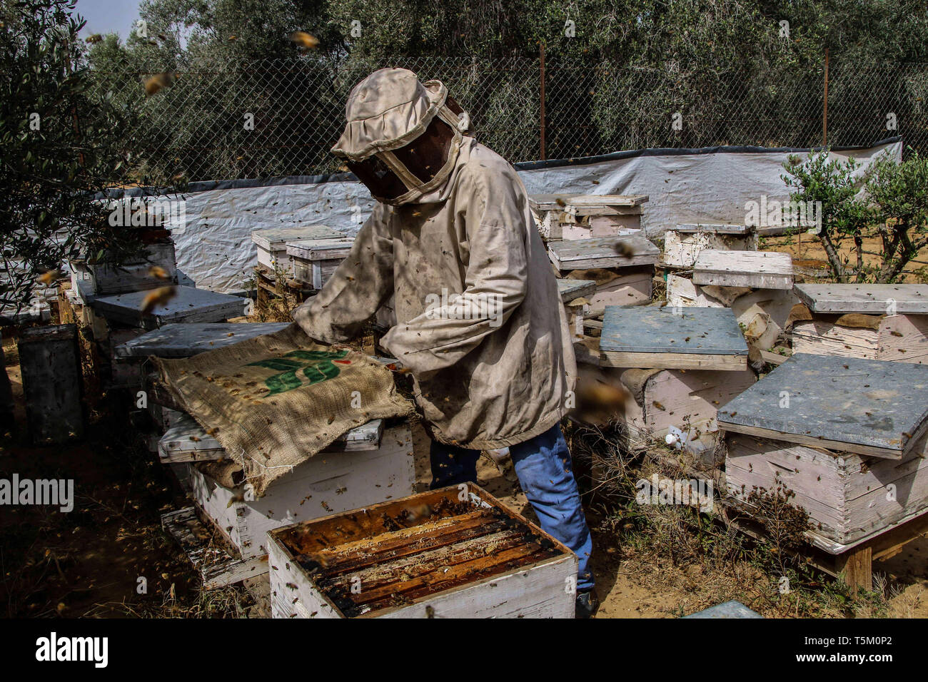 Gaza, Palestine. 25th Apr 2019. Palestinian farmer Talal Hamdan Abu Rouk and his wife Jihad collect honey from the racks of their beehives in the Khuza'a village in the eastern part of Khan Younis in the southern Gaza strip. Tala and Jihad have been looking after their apiary during the last ten years, although their beehives have faced much destruction during the recent Israeli attacks on Gaza. Credit: ZUMA Press, Inc./Alamy Live News Stock Photo