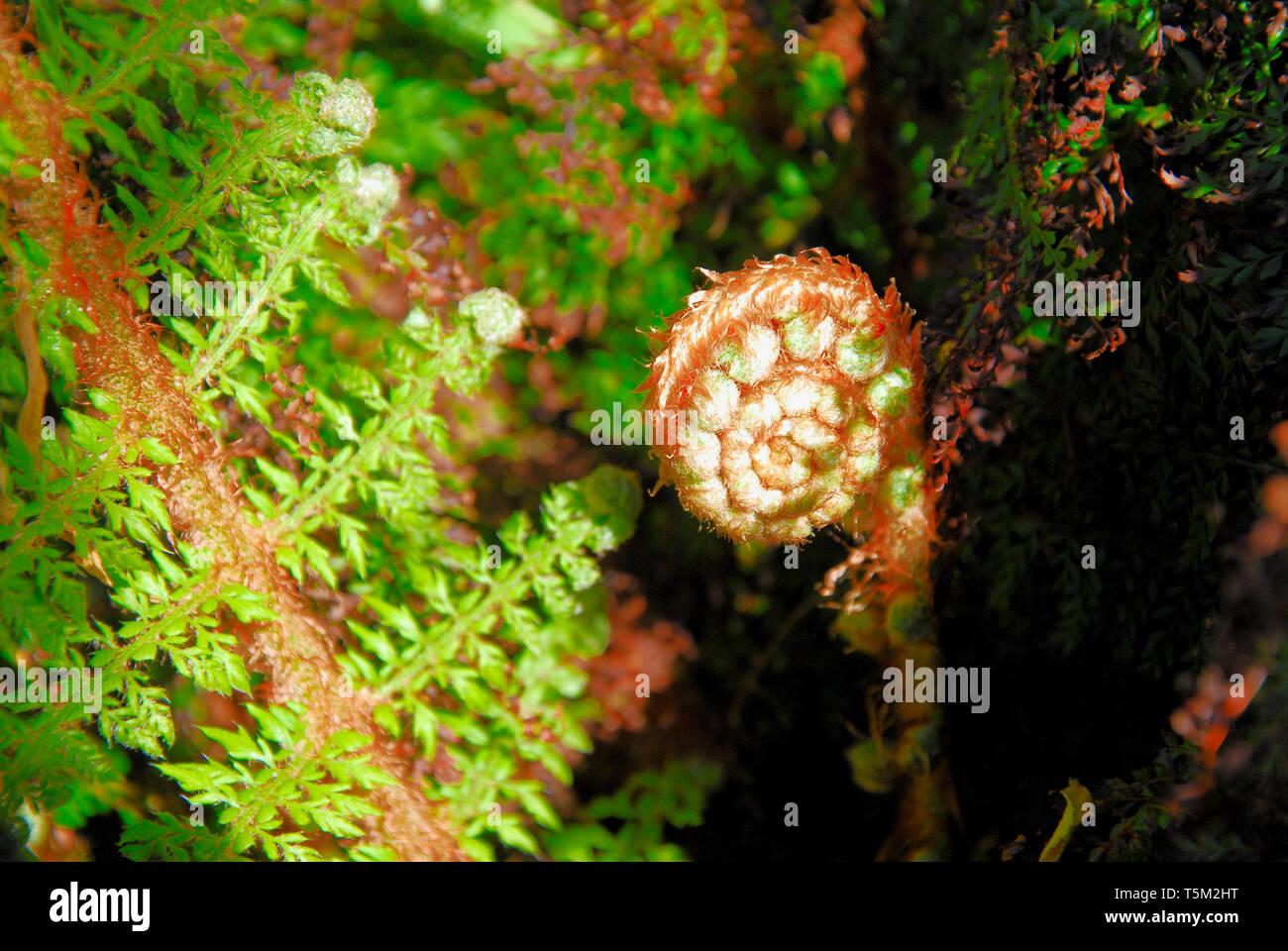 Portland, Dorset. 25th April 2019. A fiddlebank fern prepares to unfurl in the Portland sunshine, ahead of expected storm 'Hannah' on Friday. Credit: stuart fretwell/Alamy Live News Stock Photo