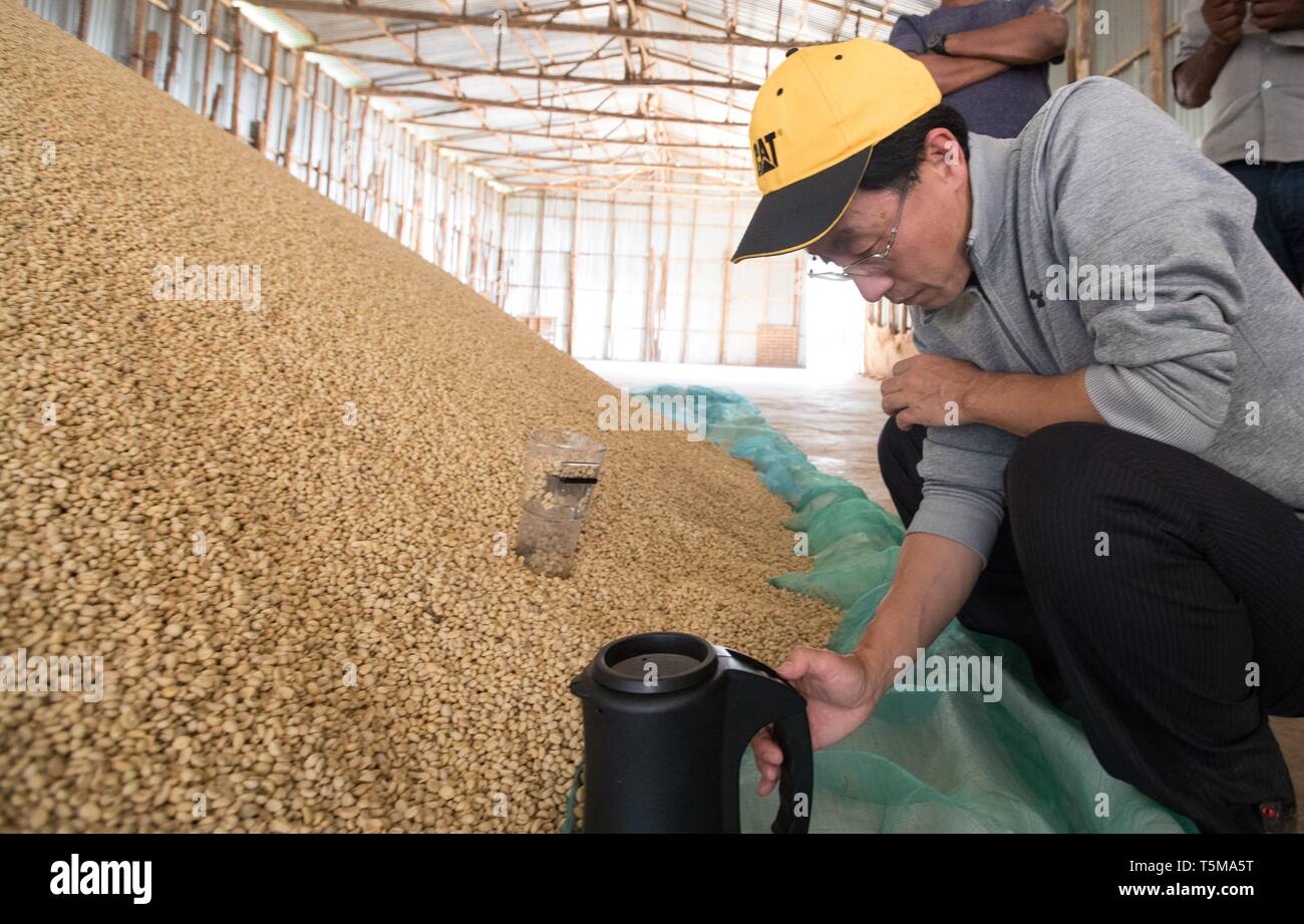 (190426) -- BEIJING, April 26, 2019 (Xinhua) -- Li Lin, a coffee trade dealer who came to Ethiopia three years ago, checks coffee beans at a warehouse of a coffee farm near Kaffa, Ethiopia, Dec. 8, 2018. Coffee consumption grows fast in recent years in China. With China becoming more and more open, good coffee around the world enters into Chinese market, providing more choice for consumers. From Cambodia to Ethiopia to Georgia, economic and industrial zones have become an increasingly important dimension of international cooperation within the framework of the Belt and Road Initiative (BRI).   Stock Photo