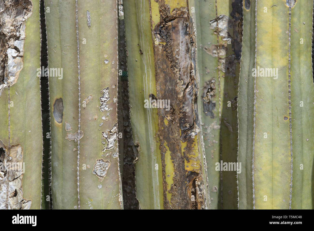 Cracked and aged cactus surface skin abstract organic background texture in brown and green colors Stock Photo