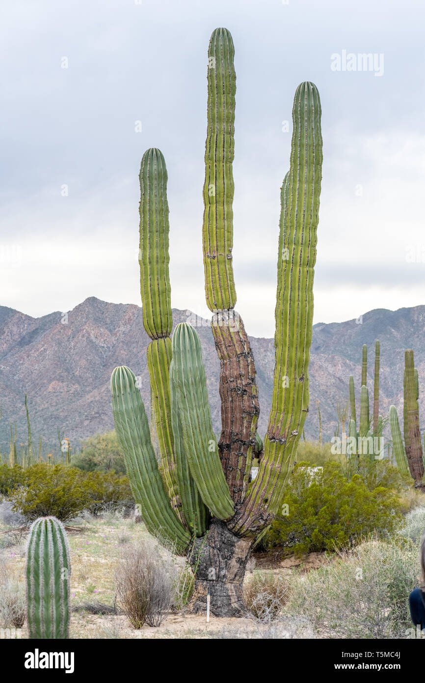 Cardon Cactus (Pachycereus pringlei) also known as Mexican giant cardon or elephant cactus in Baja California, Mexico. Stock Photo