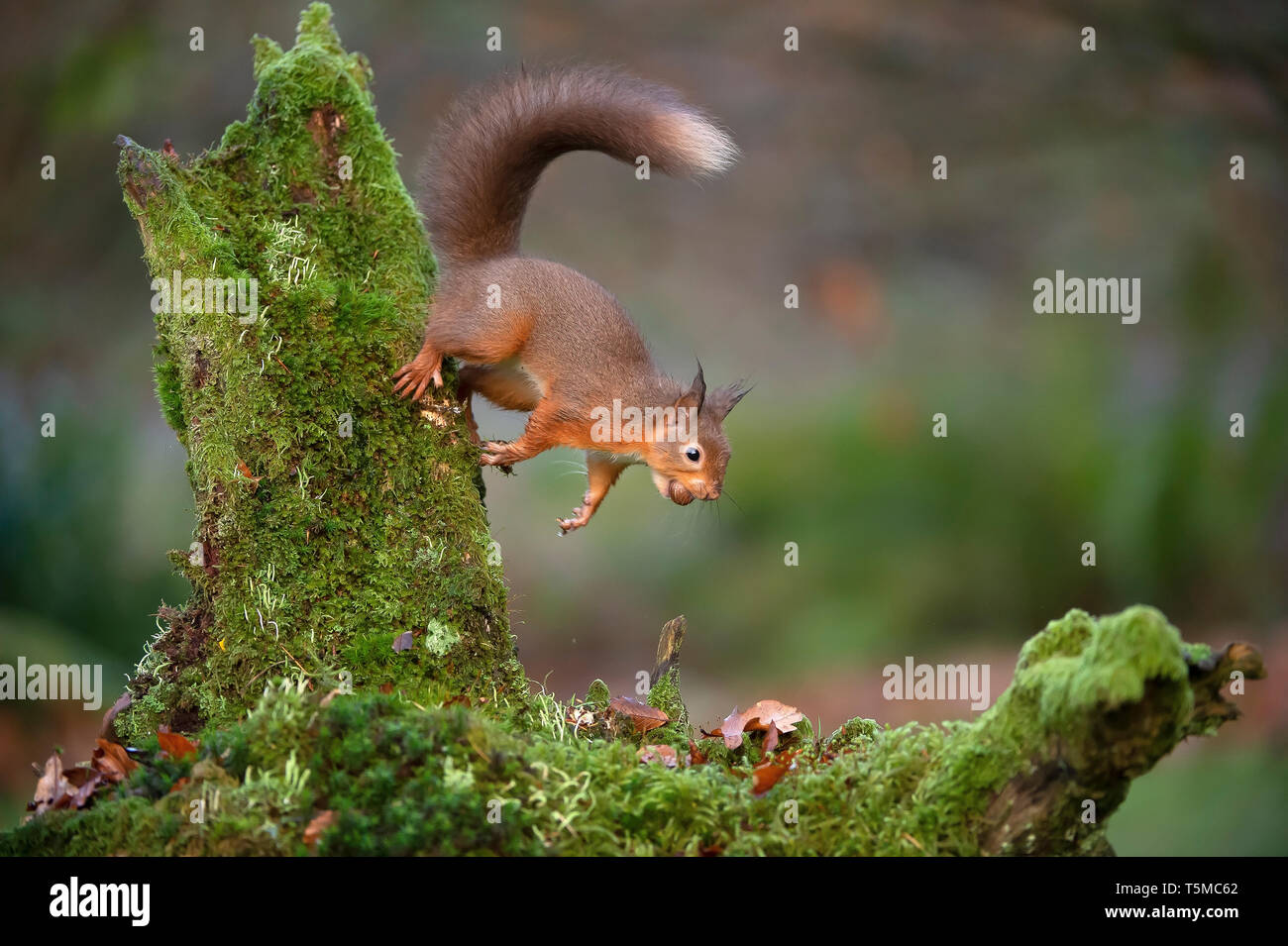 Scottish Red squirrel jumping down with hazelnut in it's mouth,  Dumfries Scotland Stock Photo